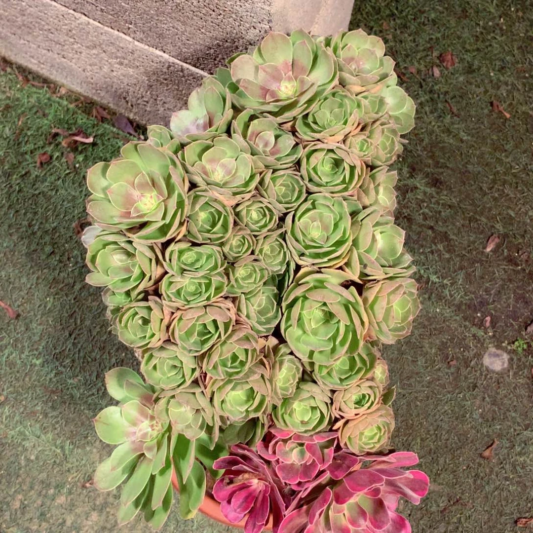 万缀朵朵，有个小疤，