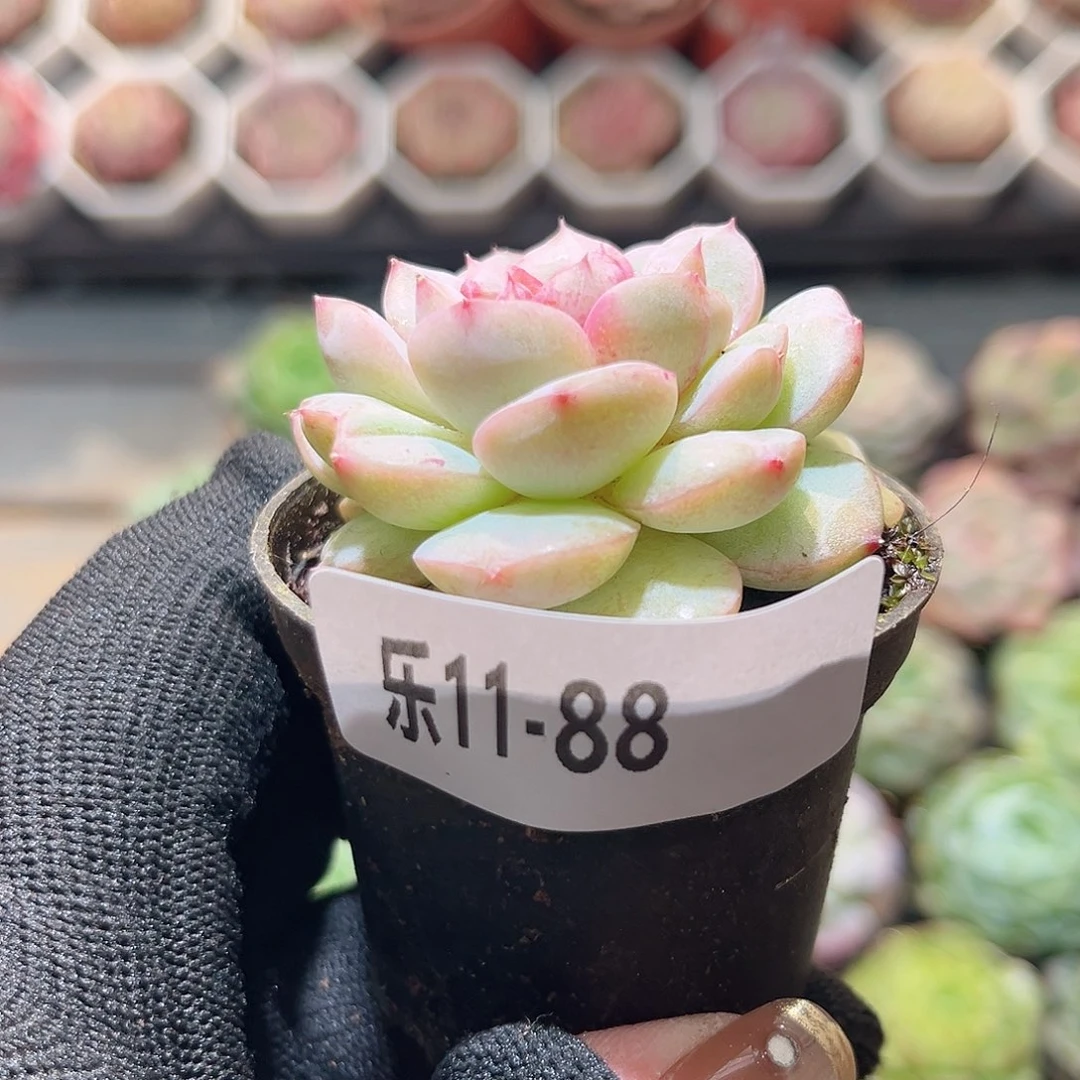 乐11-88 新品单头