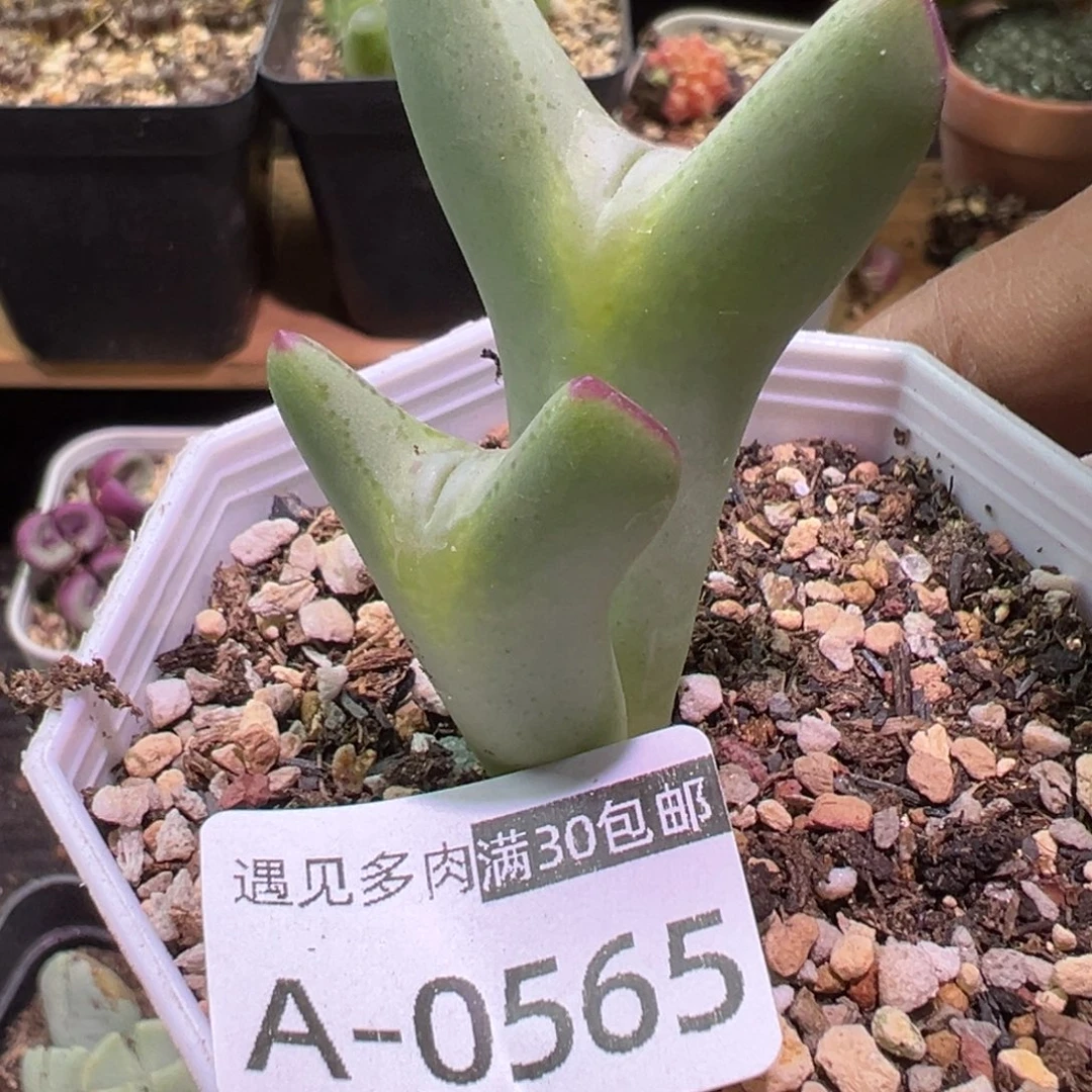 多多肉植物1111111111111肉植物1111111111111