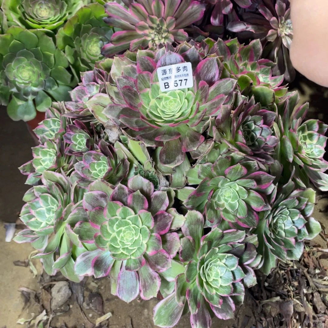 577粉海多肉法师断枝不包