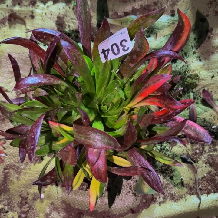 自***翔304惊鸿七彩多肉植物不售后