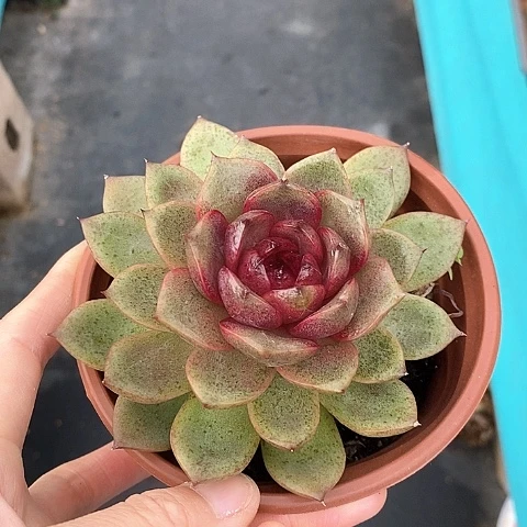 夜**兰869多肉植物老桩