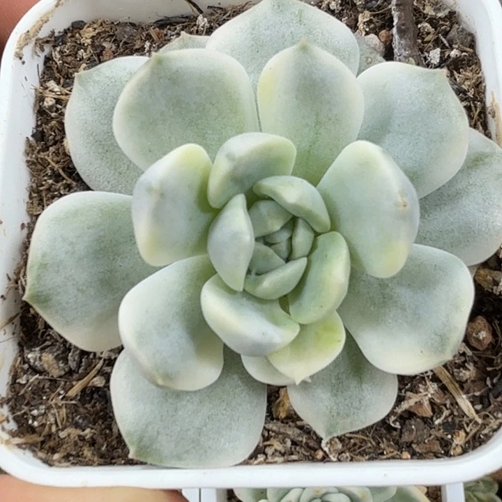 纯爱锦  小方花圃一单包邮非偏远