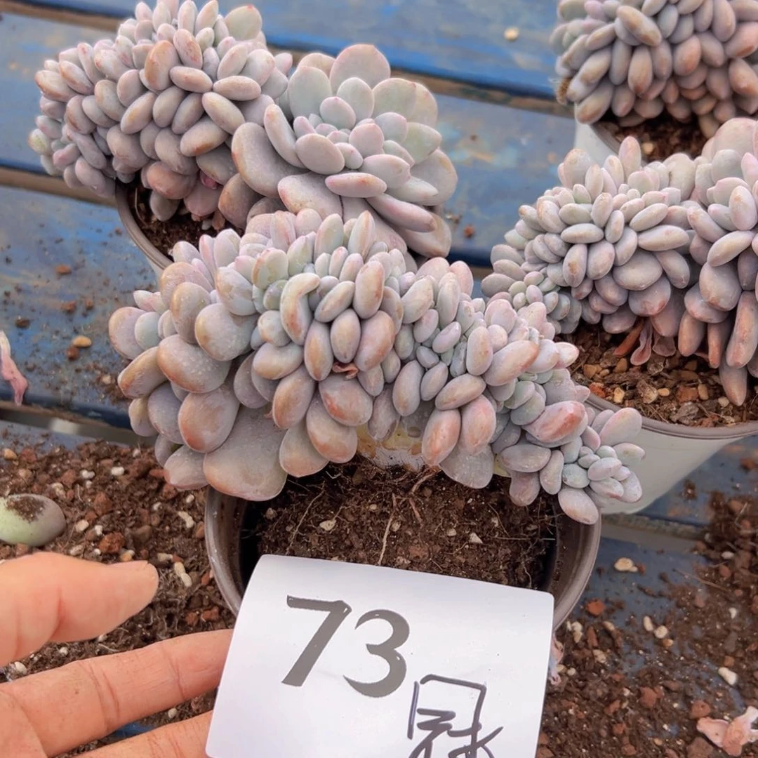 乾*73）在感谢感谢哥哥吃吃不吃哈
