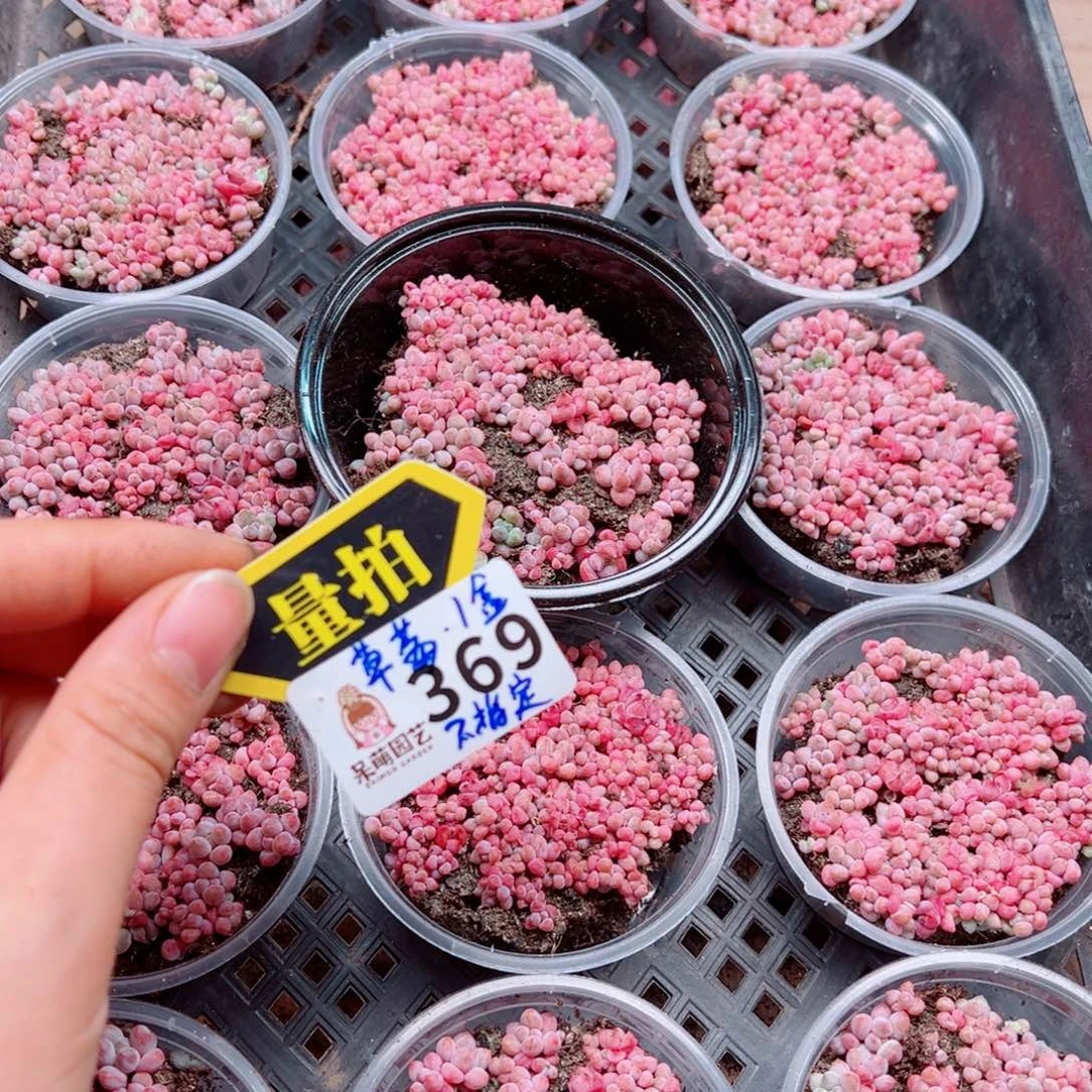 多肉植物多肉植物