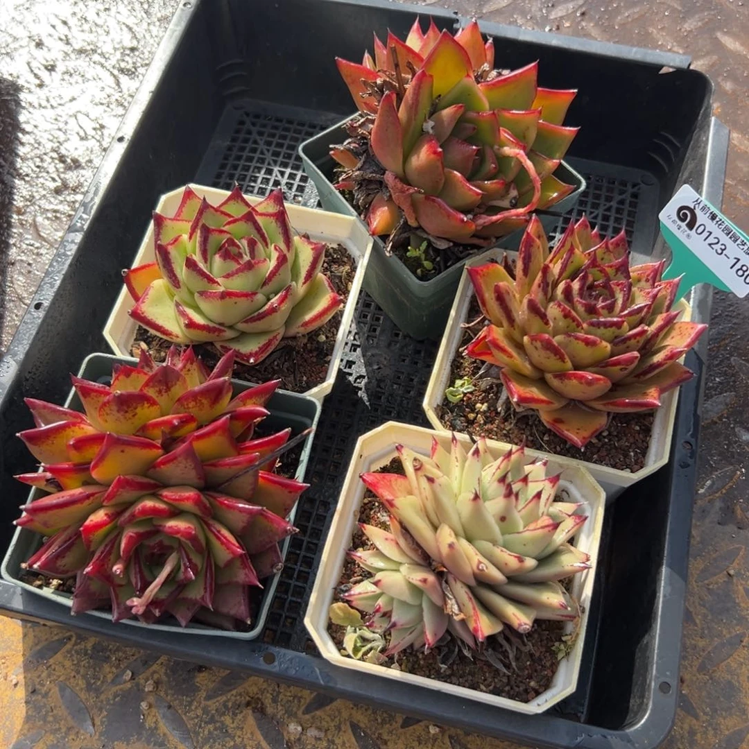 多肉一物一拍0123-180