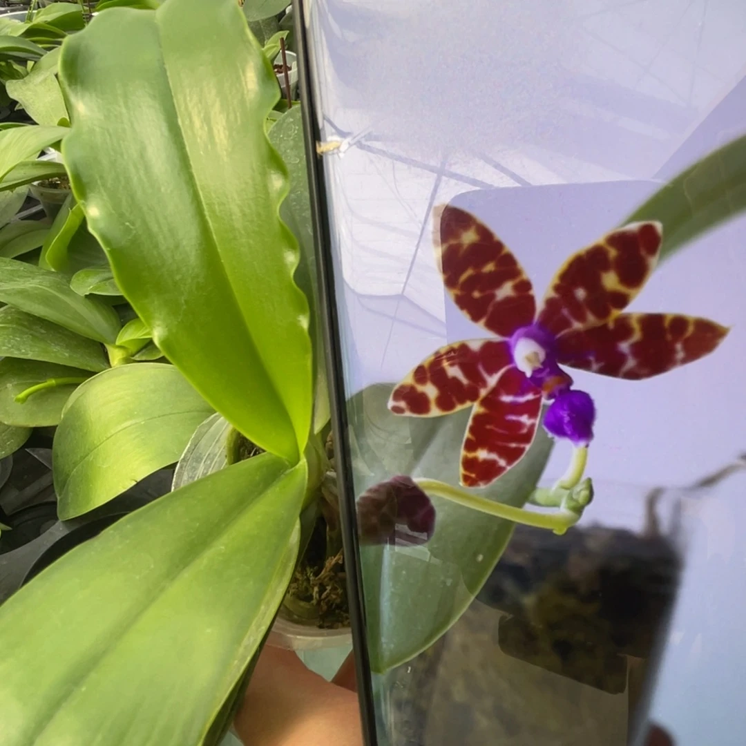 完全开放SWR巴氏-原种-爱长高芽-895