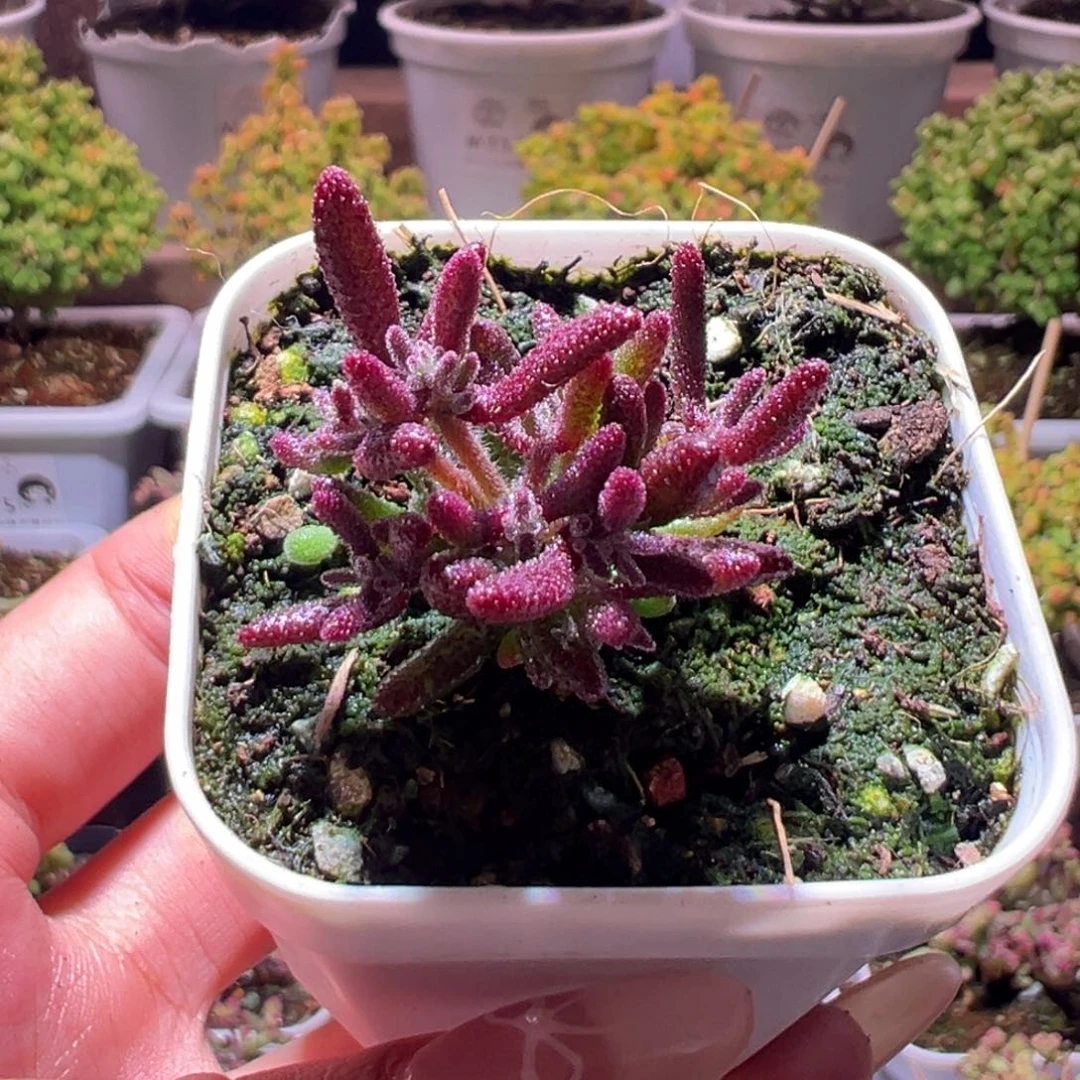 256红麒麟一物一拍带盆土发货