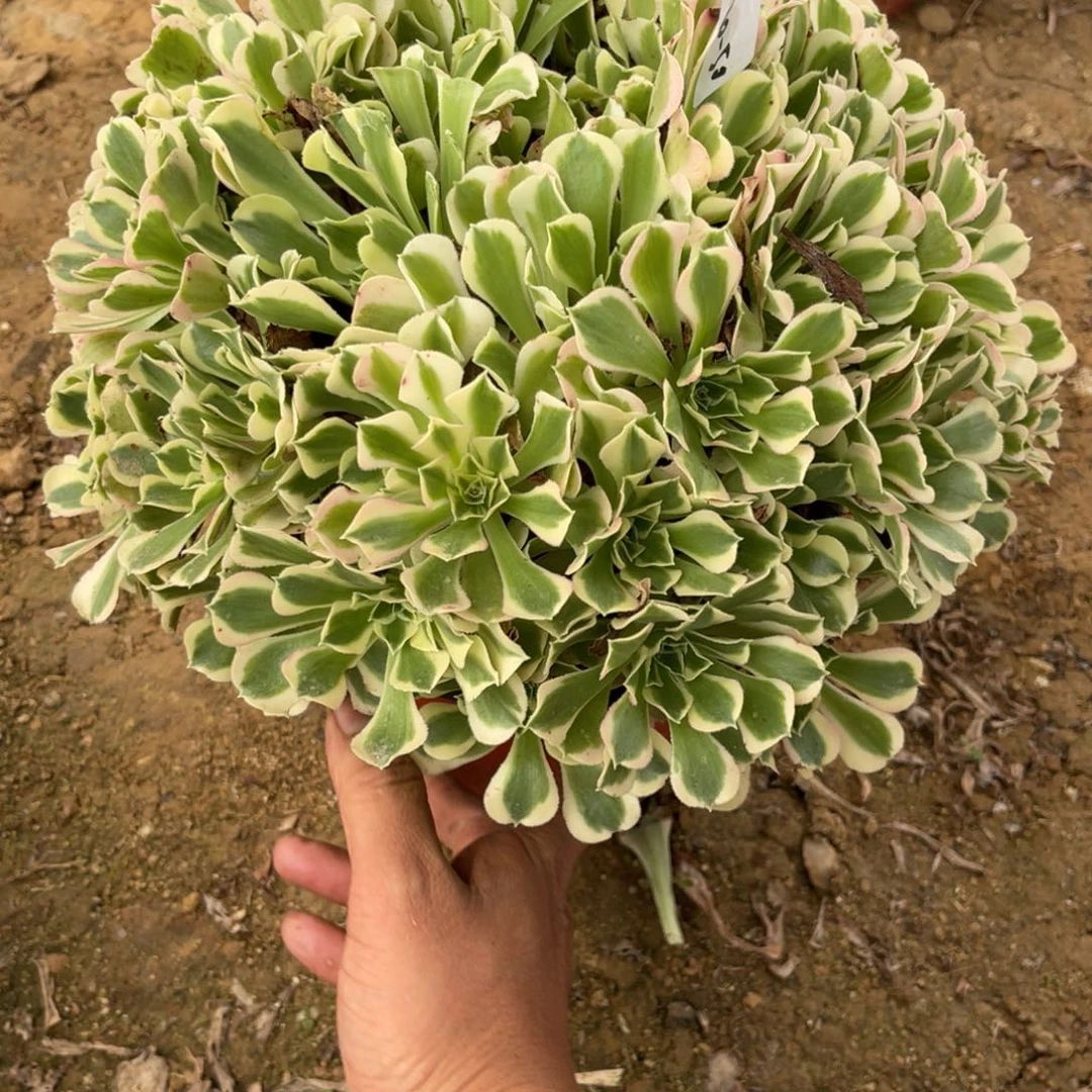 琴***姐10-30-50白凤法师锦多肉