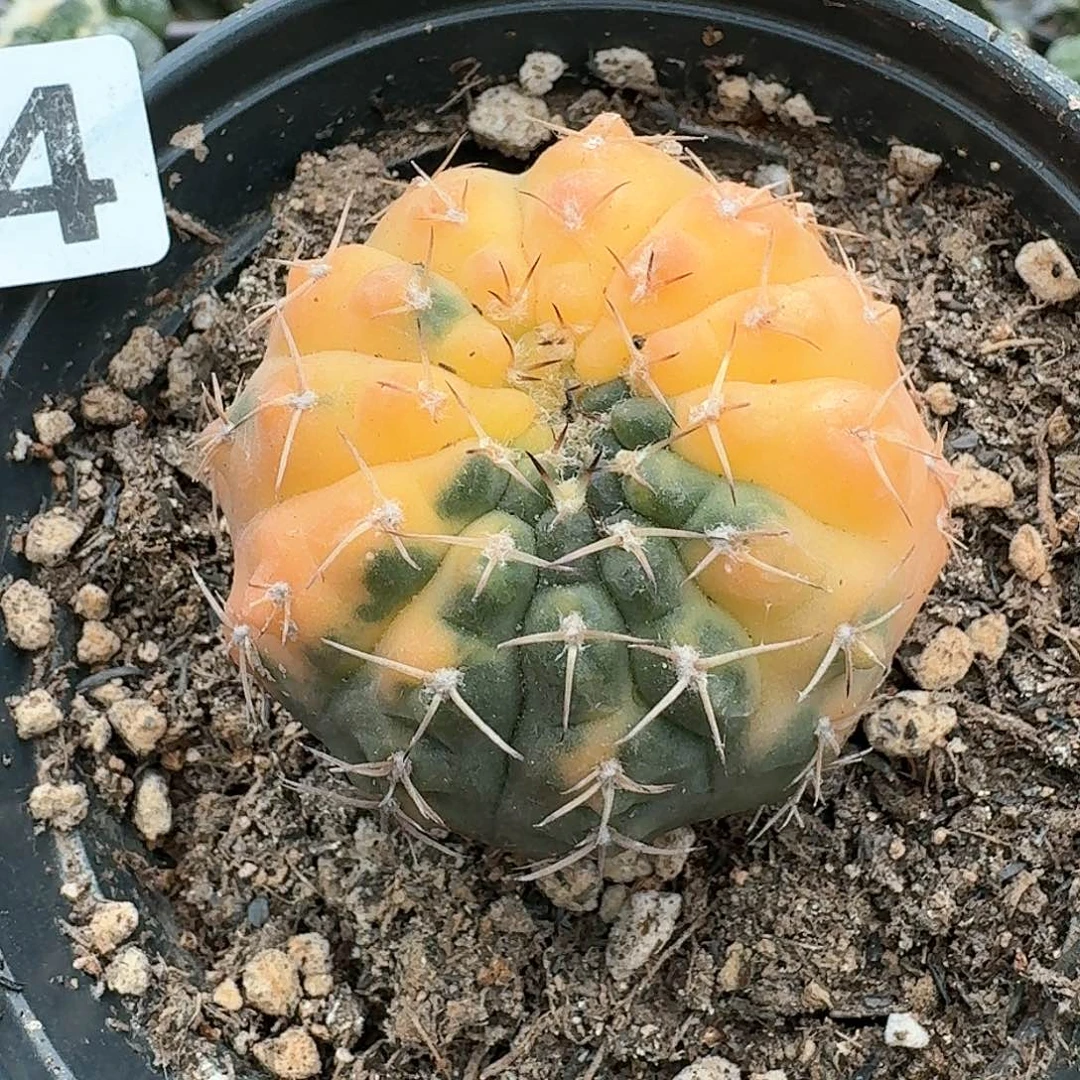 【闪购商品】无花朵自根怪龙锦204