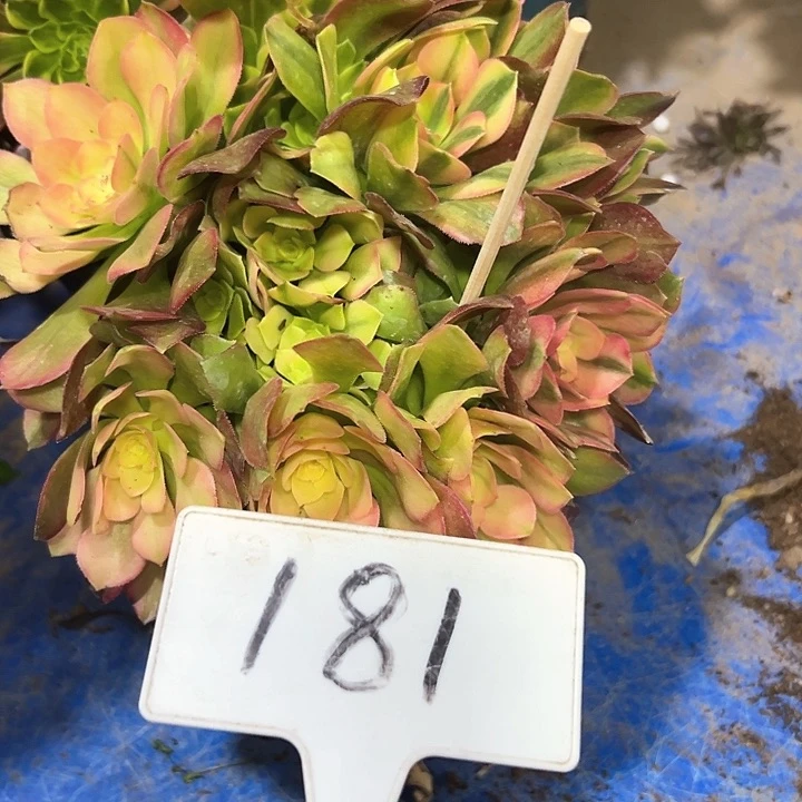 多肉植物亚点哪法师