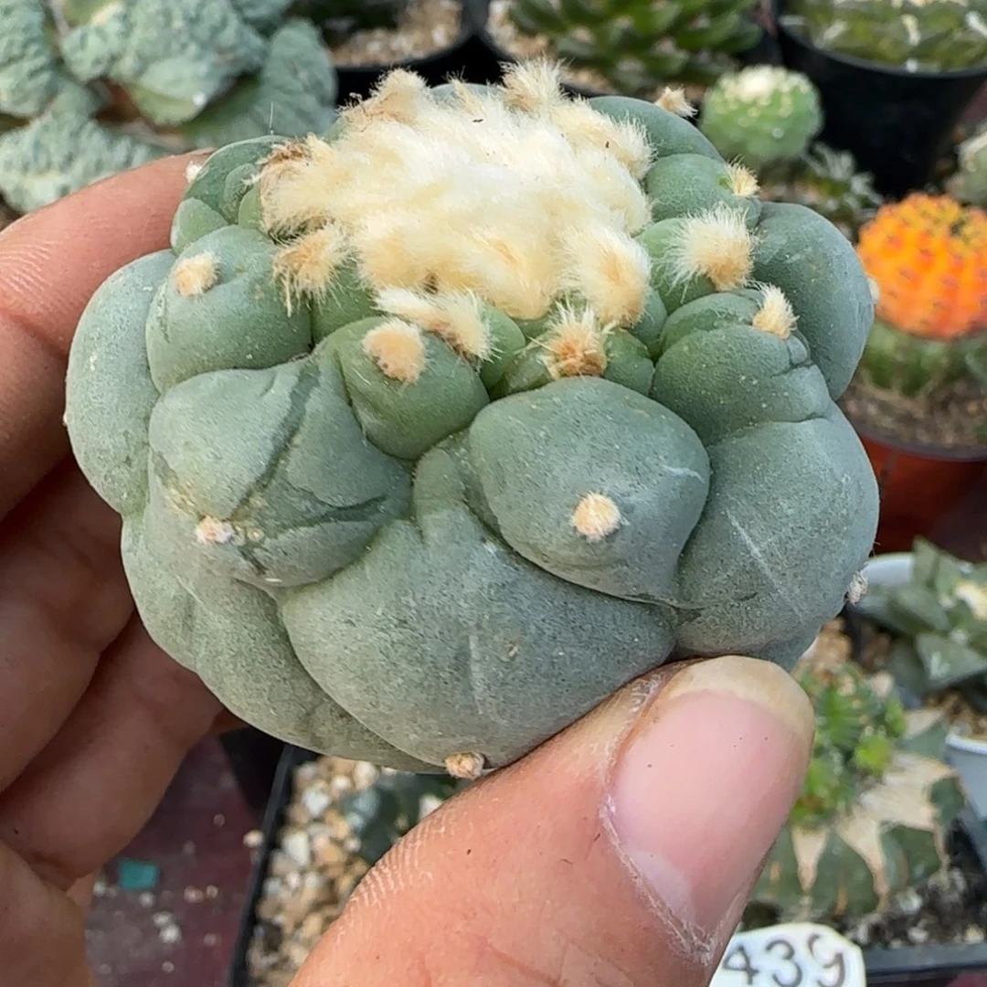 无花朵蓝白大尤落地无根892