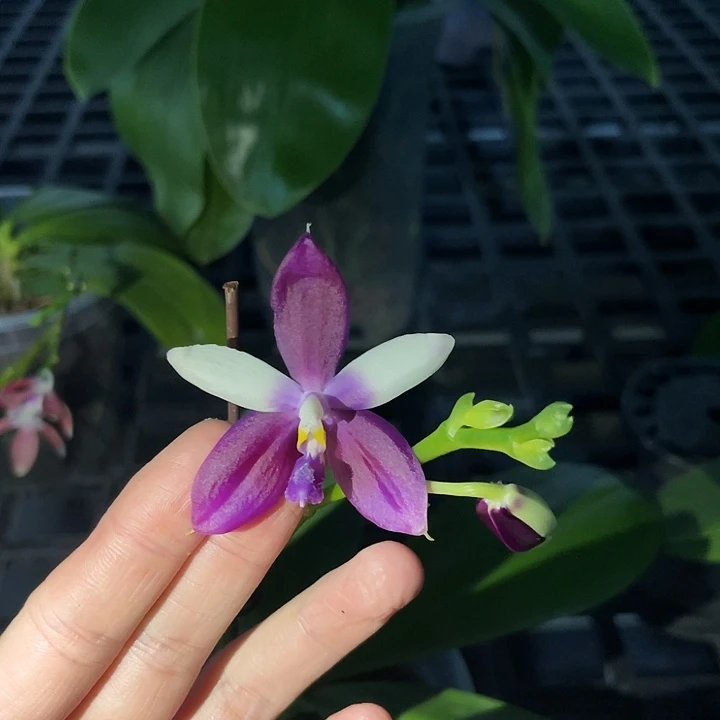 全部花苞蓝海豚福利不售后