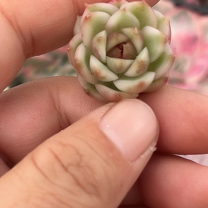 3284黑水晶绿水晶锦炸多肉