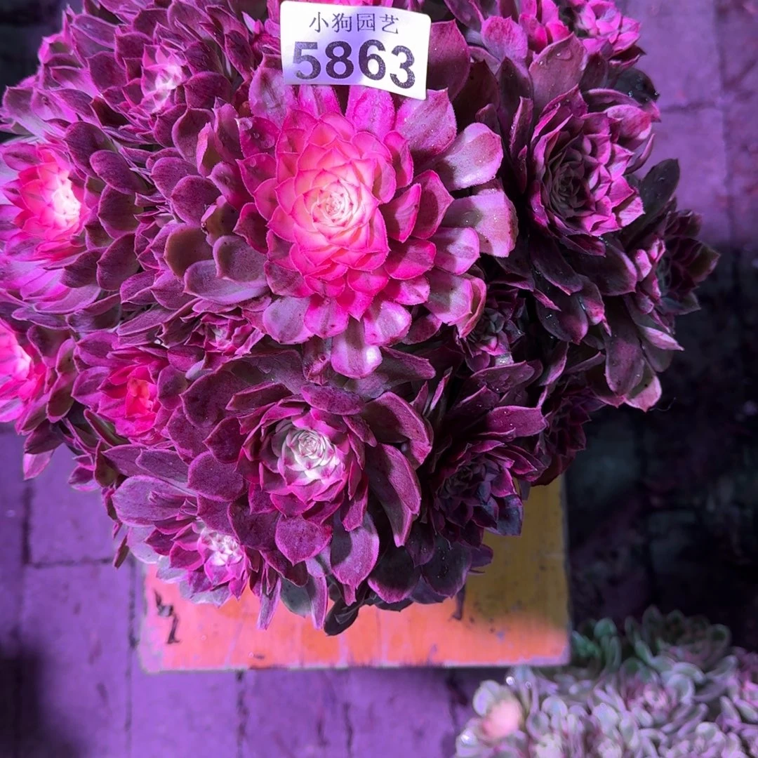 0***0玉芙蓉多肉植物5863