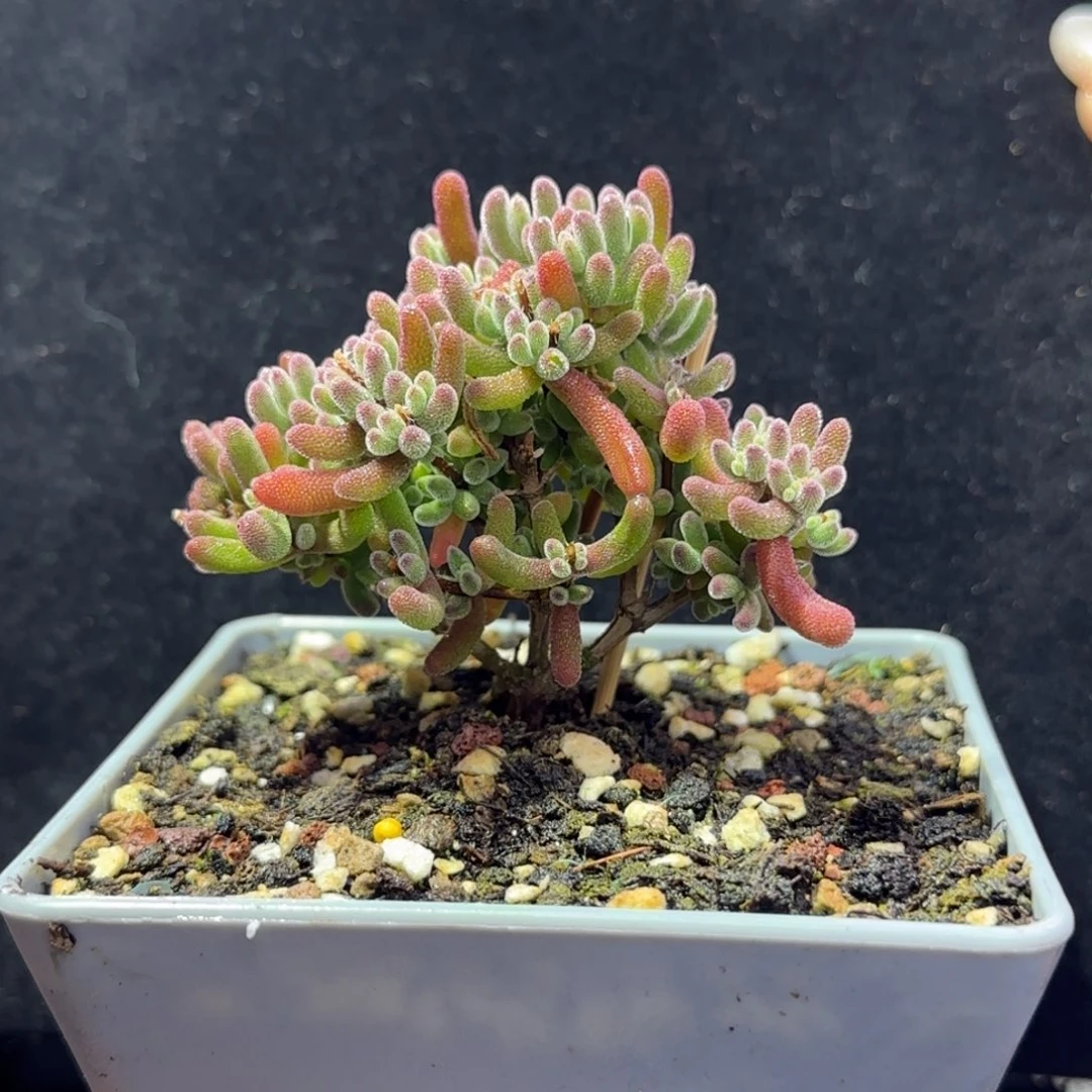 dy013荔枝直杆三岔