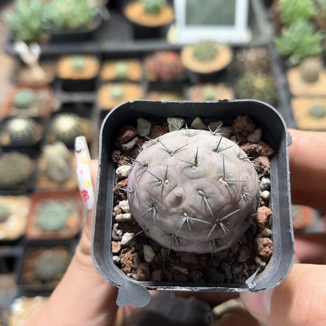 ?*妈24783一物一拍单头发货