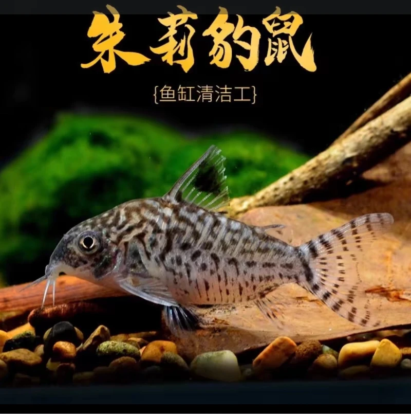 茉莉豹3厘米左右