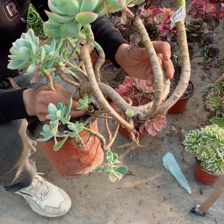 448碧桃多肉植物的