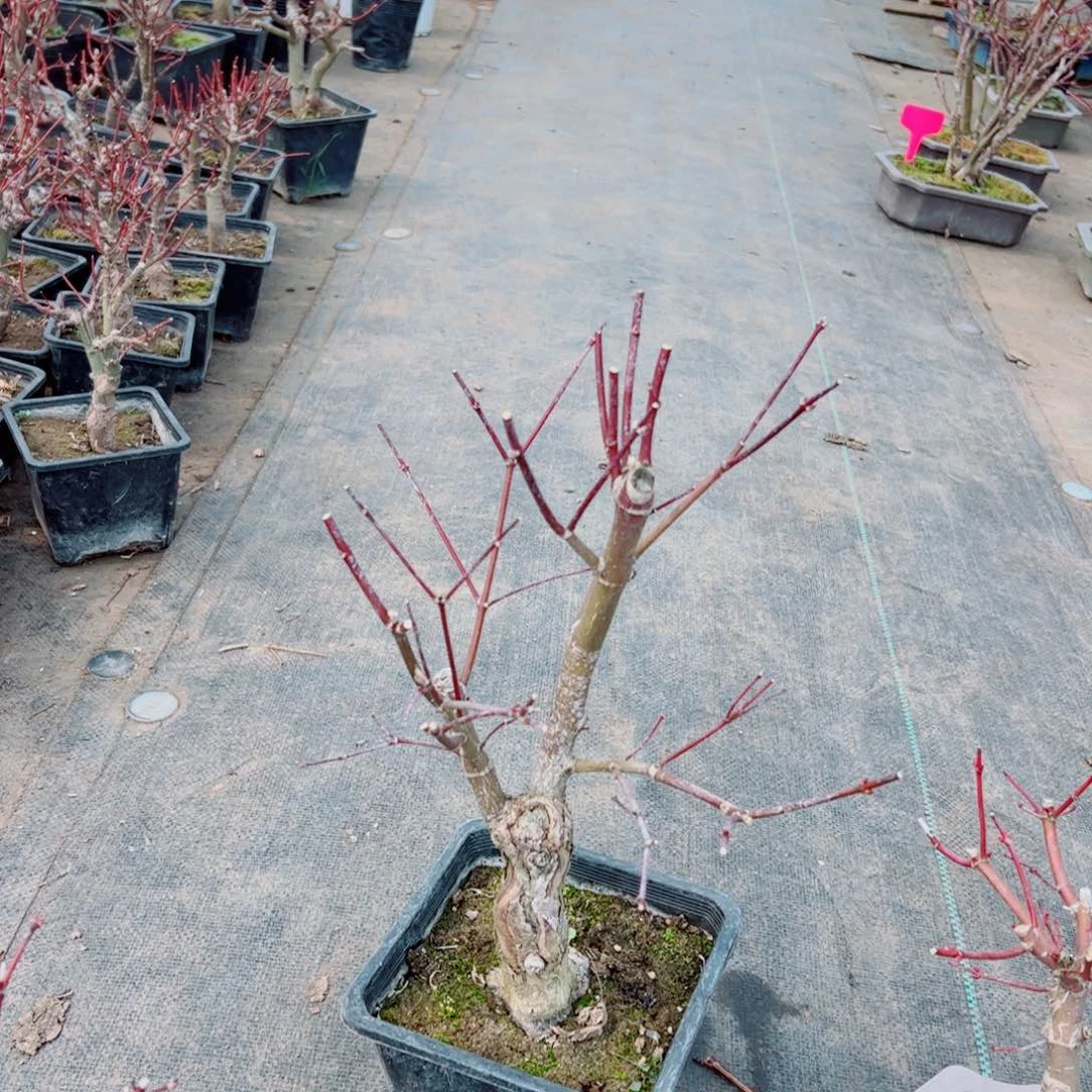 胡*枫树能枫树枫树