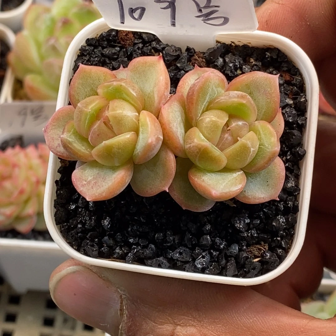 天官赐福百无禁忌