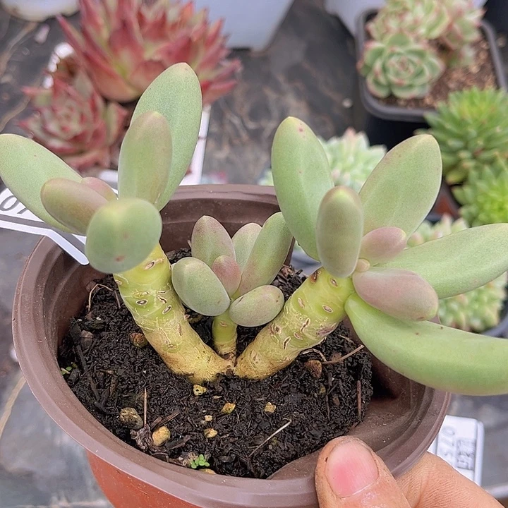 糖果美人07155多肉植物