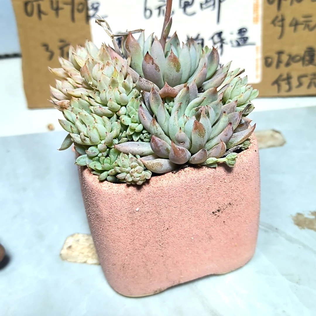 满6元包邮,#白线群