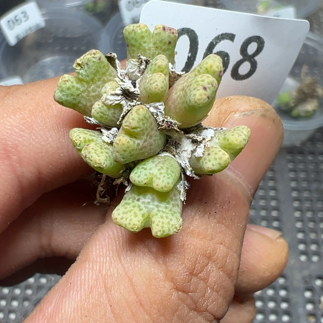 【闪购商品】 068。