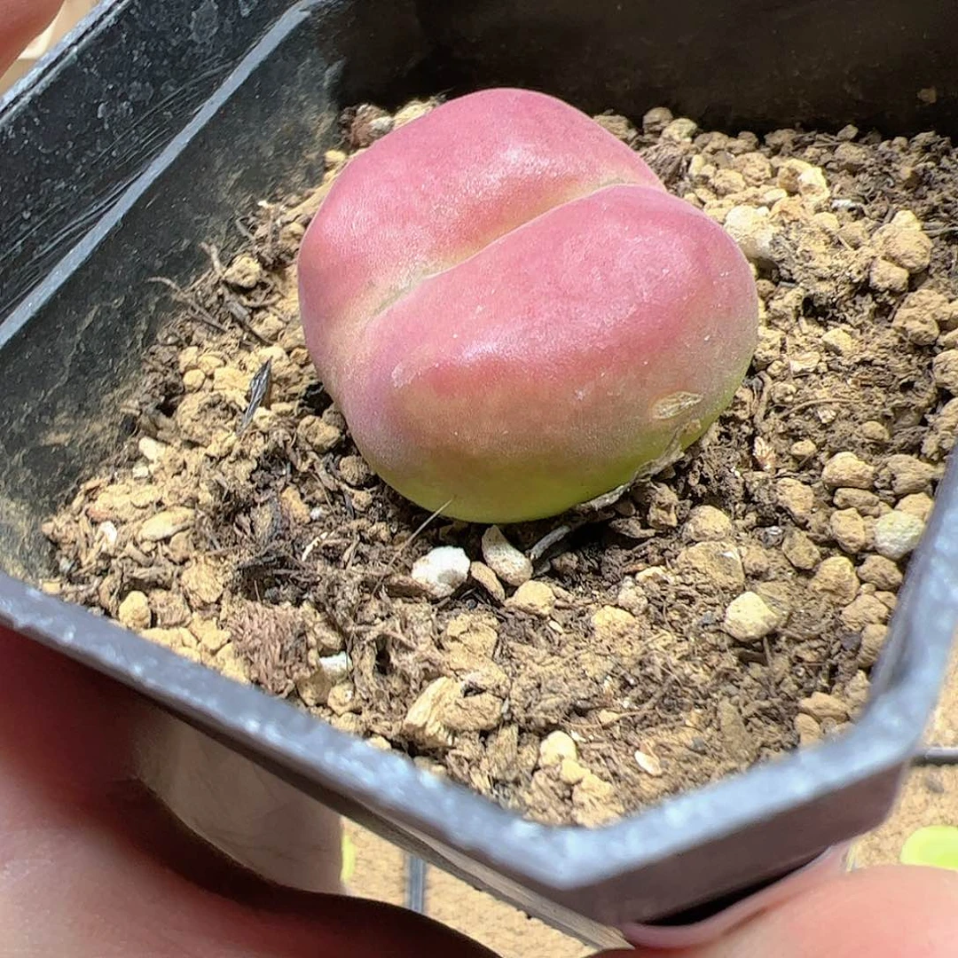 【闪购商品】4 开播福利