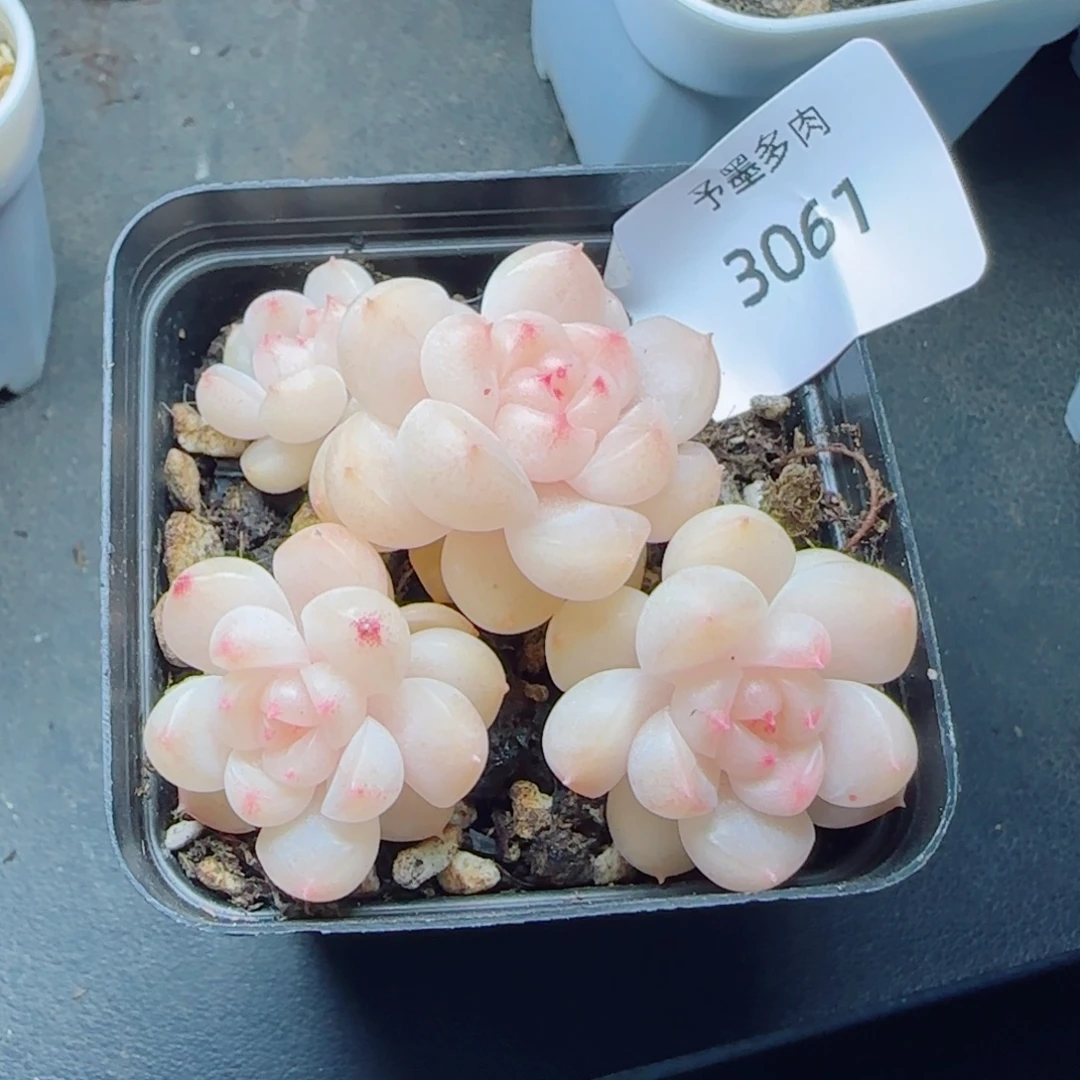 倾城珍妮，3061多肉植物