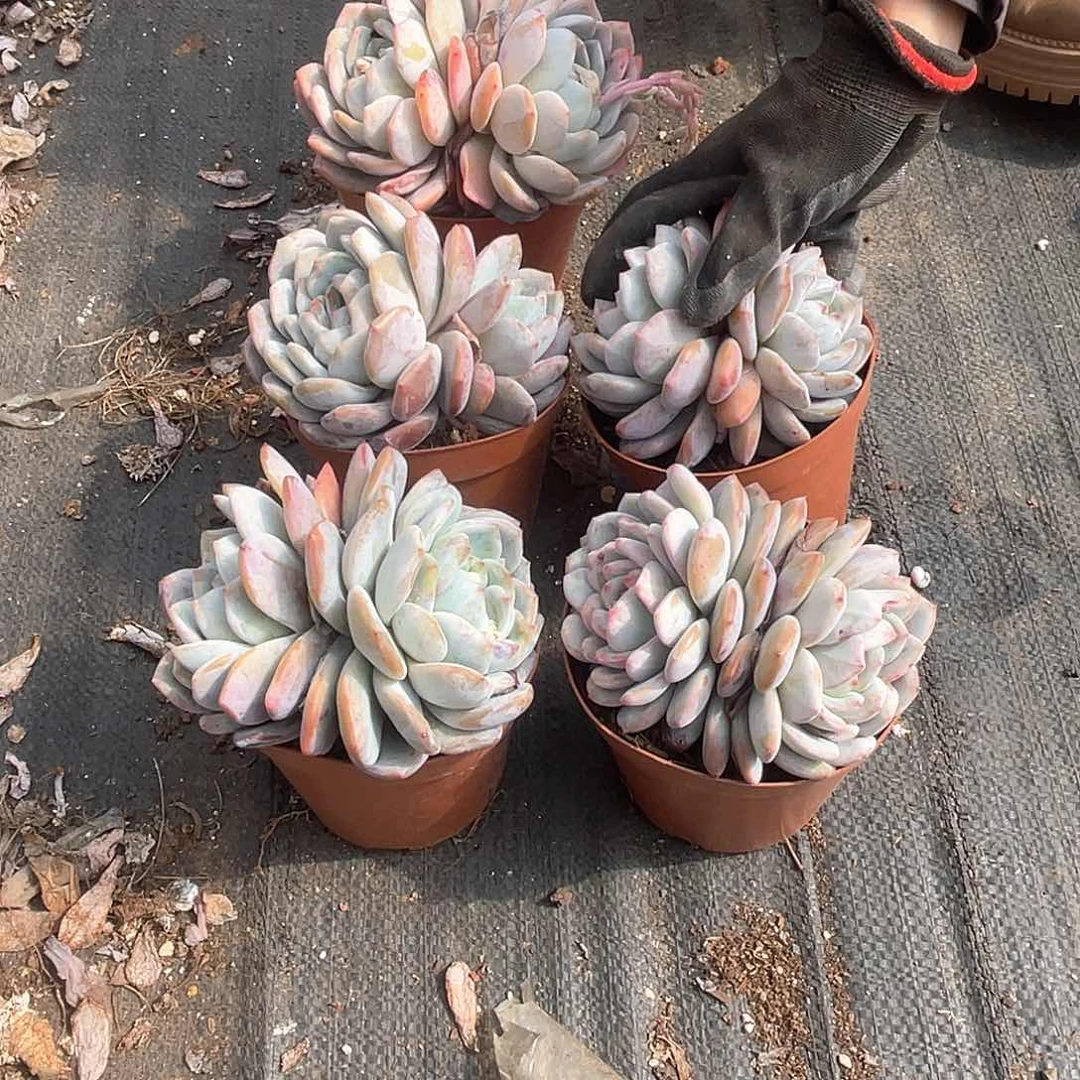 双头橙子9.9米两颗 量拍多肉