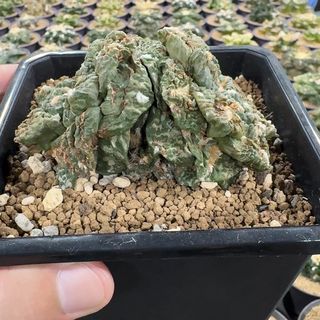 双头龟甲定根包邮仙人球