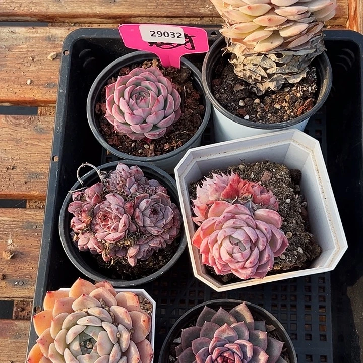 T***m29032号框。  福利多多