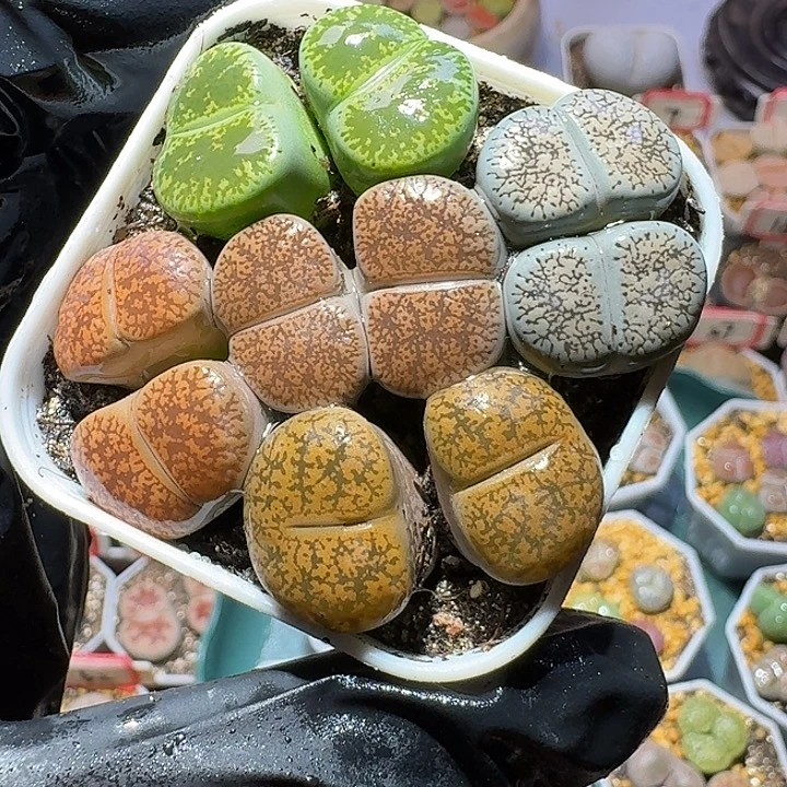 ****4生石花3:：。在。 15号