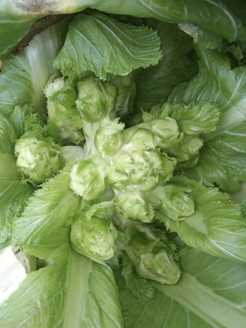 贵州农村蔬菜新鲜儿菜大头菜儿菜
