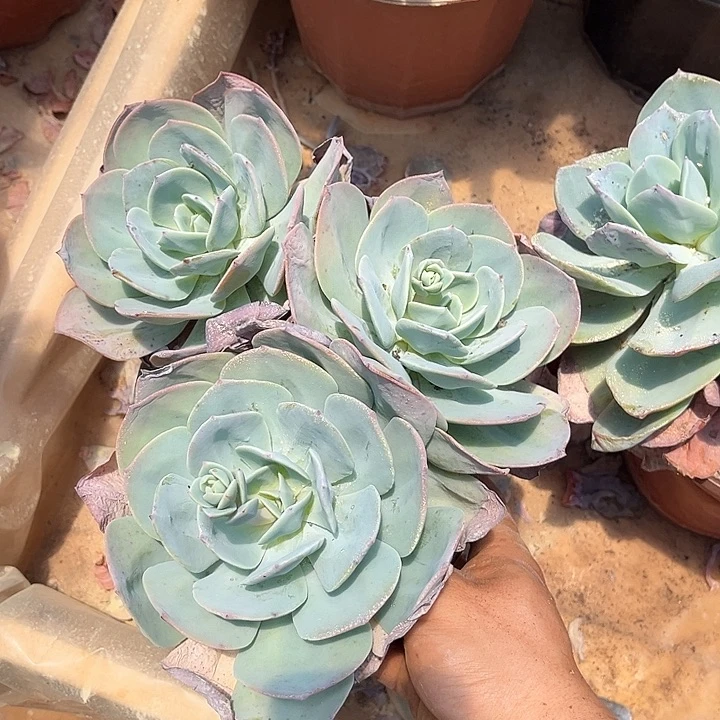 白凤3头9.99多肉植物