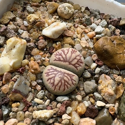 3524，菊化石红纹带盆土发货