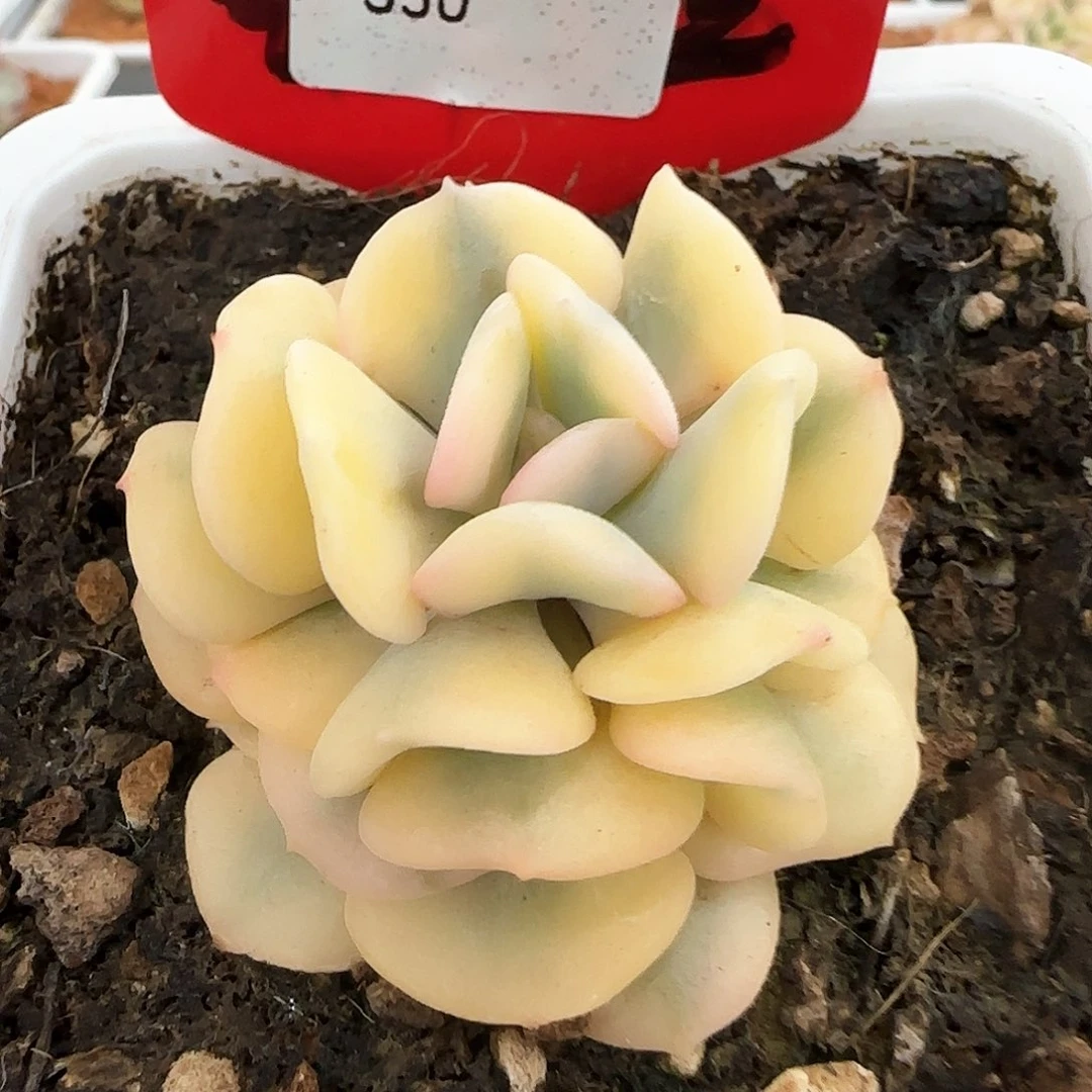 350血精灵锦多肉植物