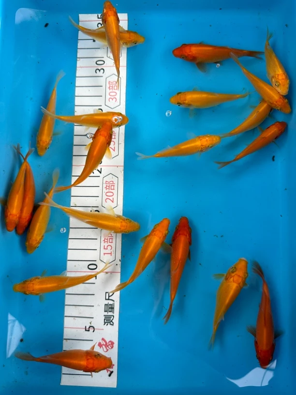 【祥云锦鲤专属】芥女皇顺丰 包邮包活