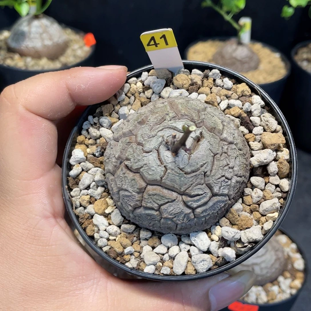 龟甲龙41号不退换