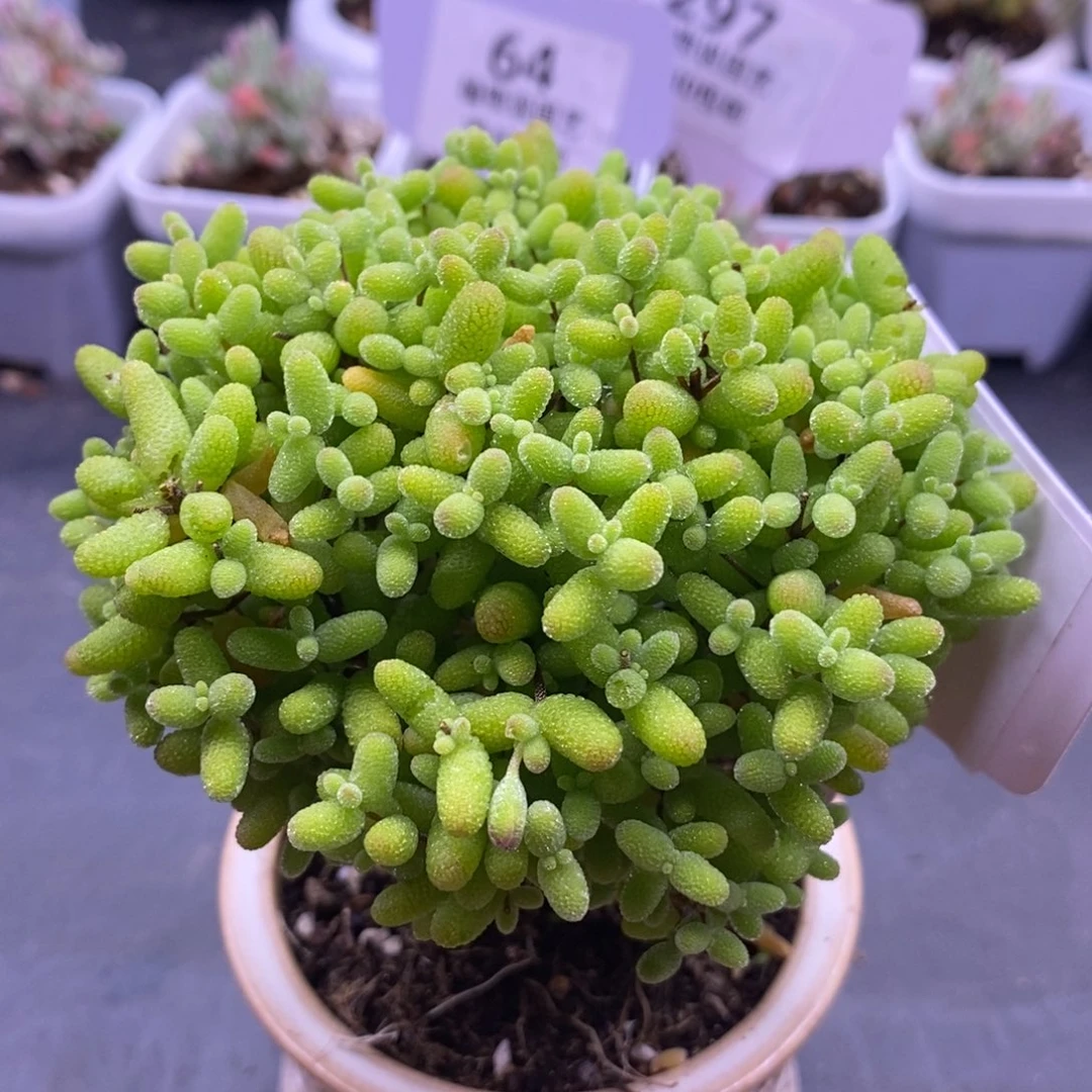 沙*46金橘糖球。 （不带盆 ）