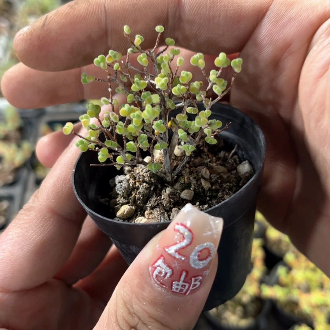 小星星枝干番杏带盆