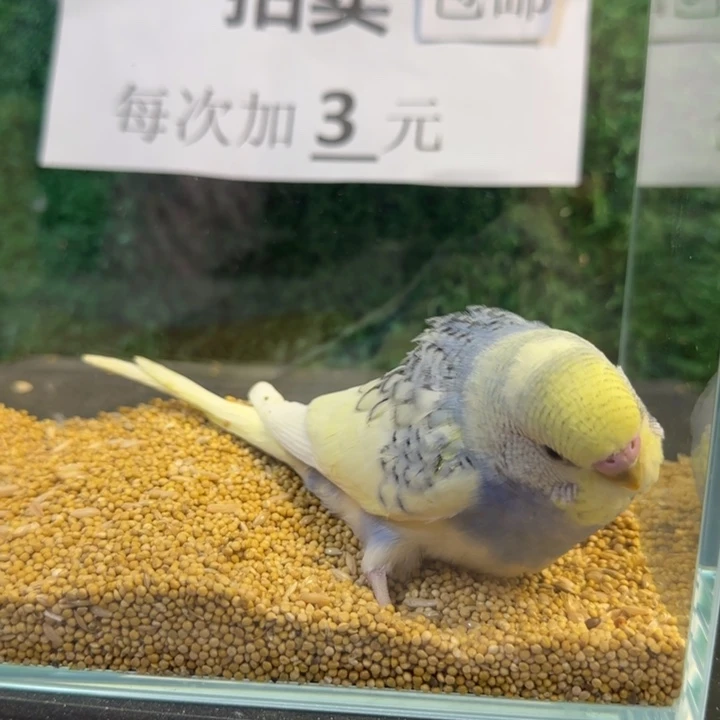 虎皮鹦鹉大头虎皮鹦鹉