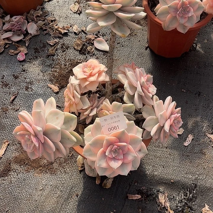 强***哥紫乐锦大群，一物一拍