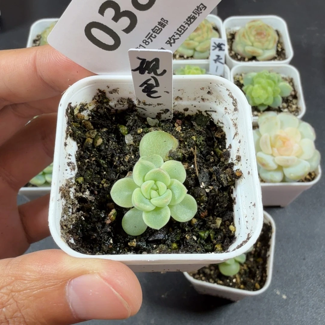 现金单头一物一拍038