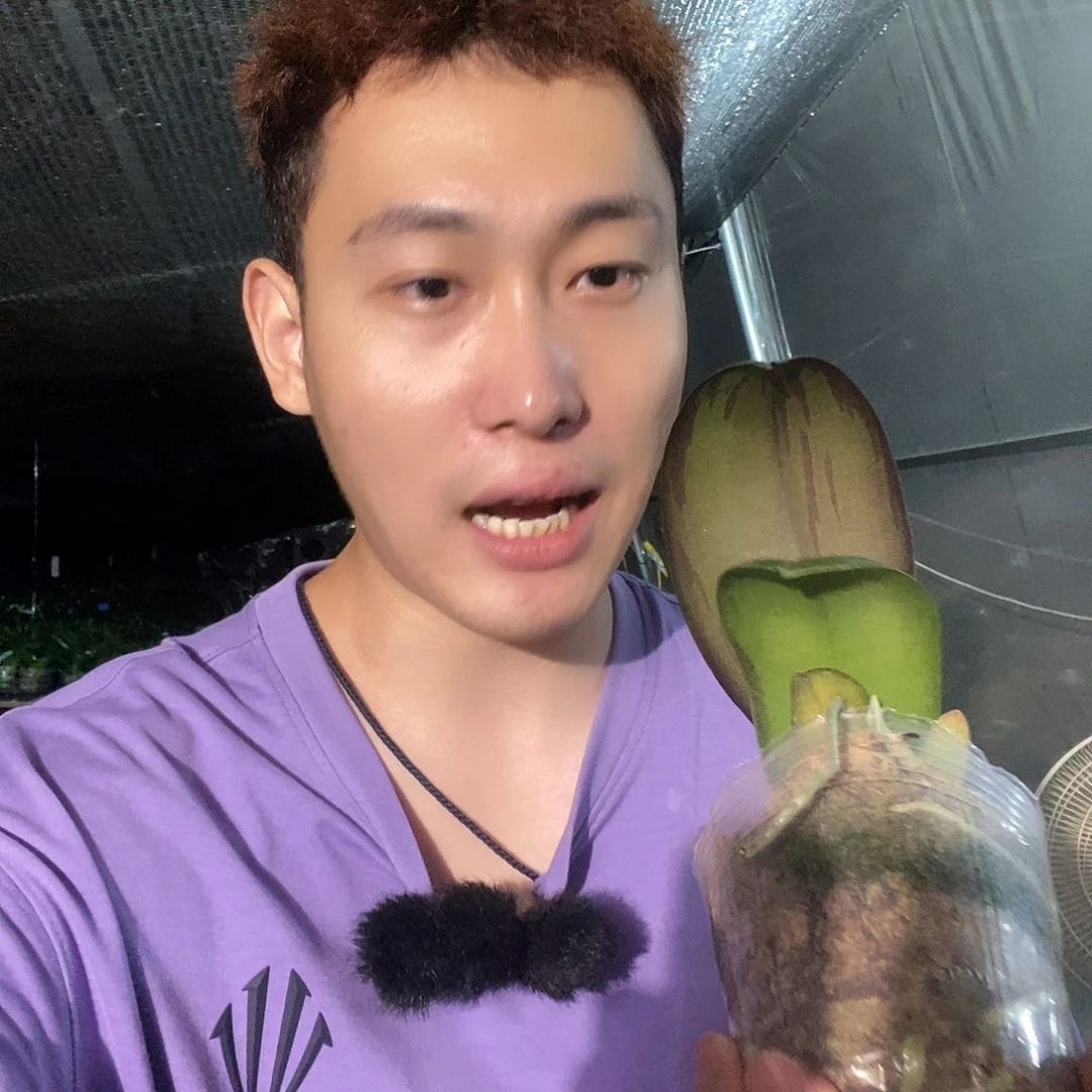 无花朵哈根达斯蝴蝶兰