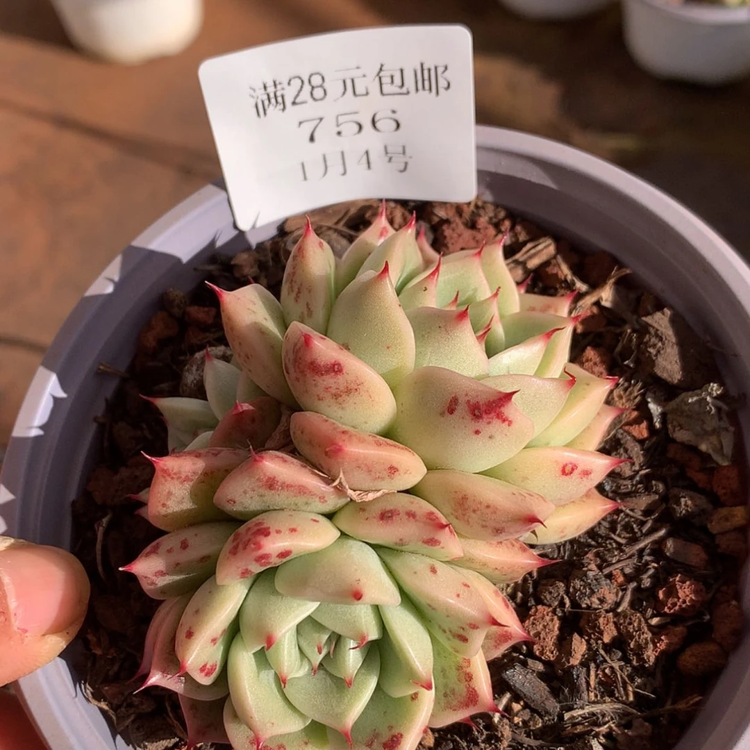 【闪购商品】云756