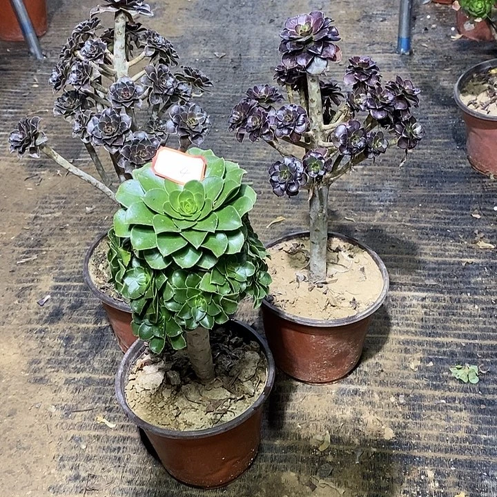 4，3颗多肉法师的法师