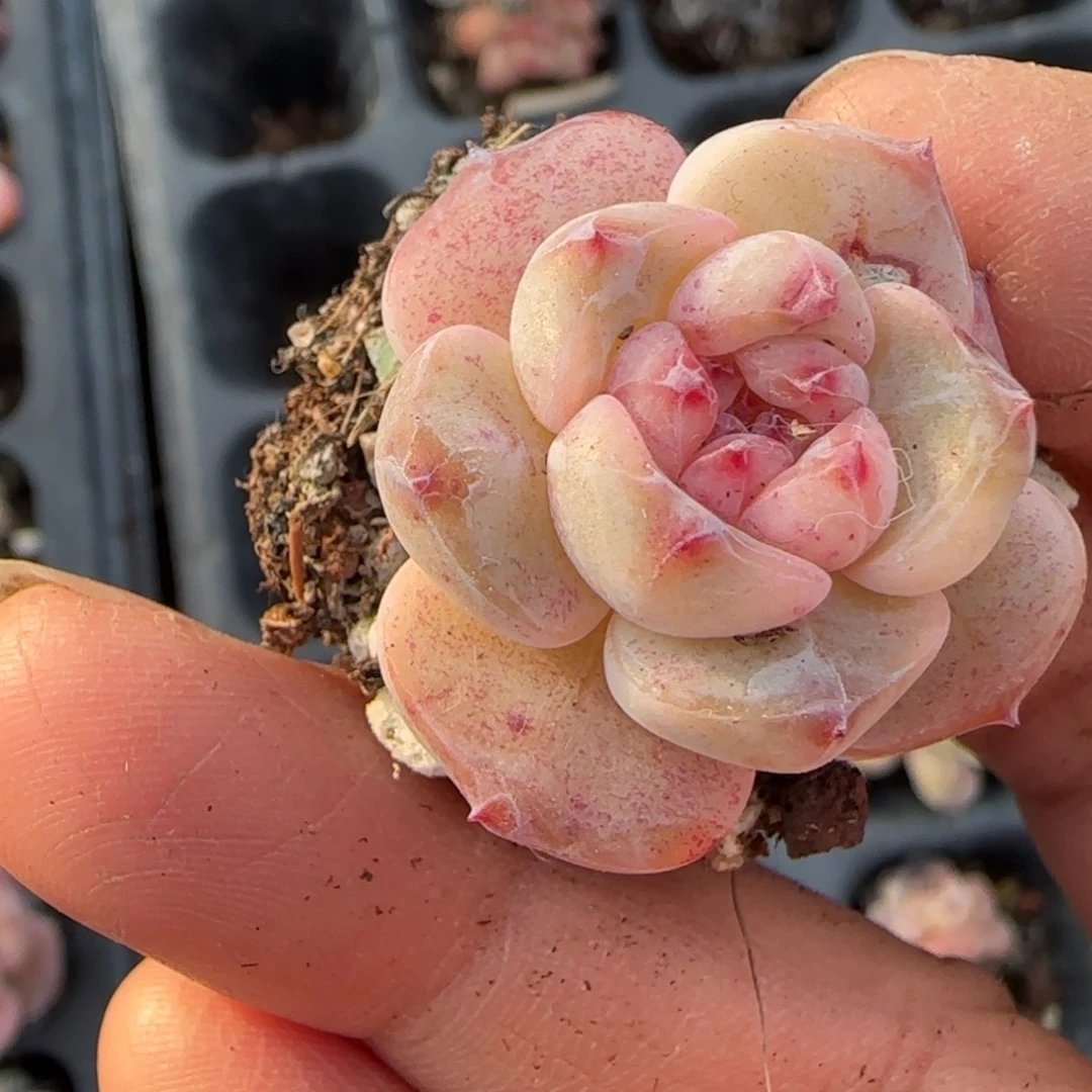 多肉小卡拉米糖心一物一拍