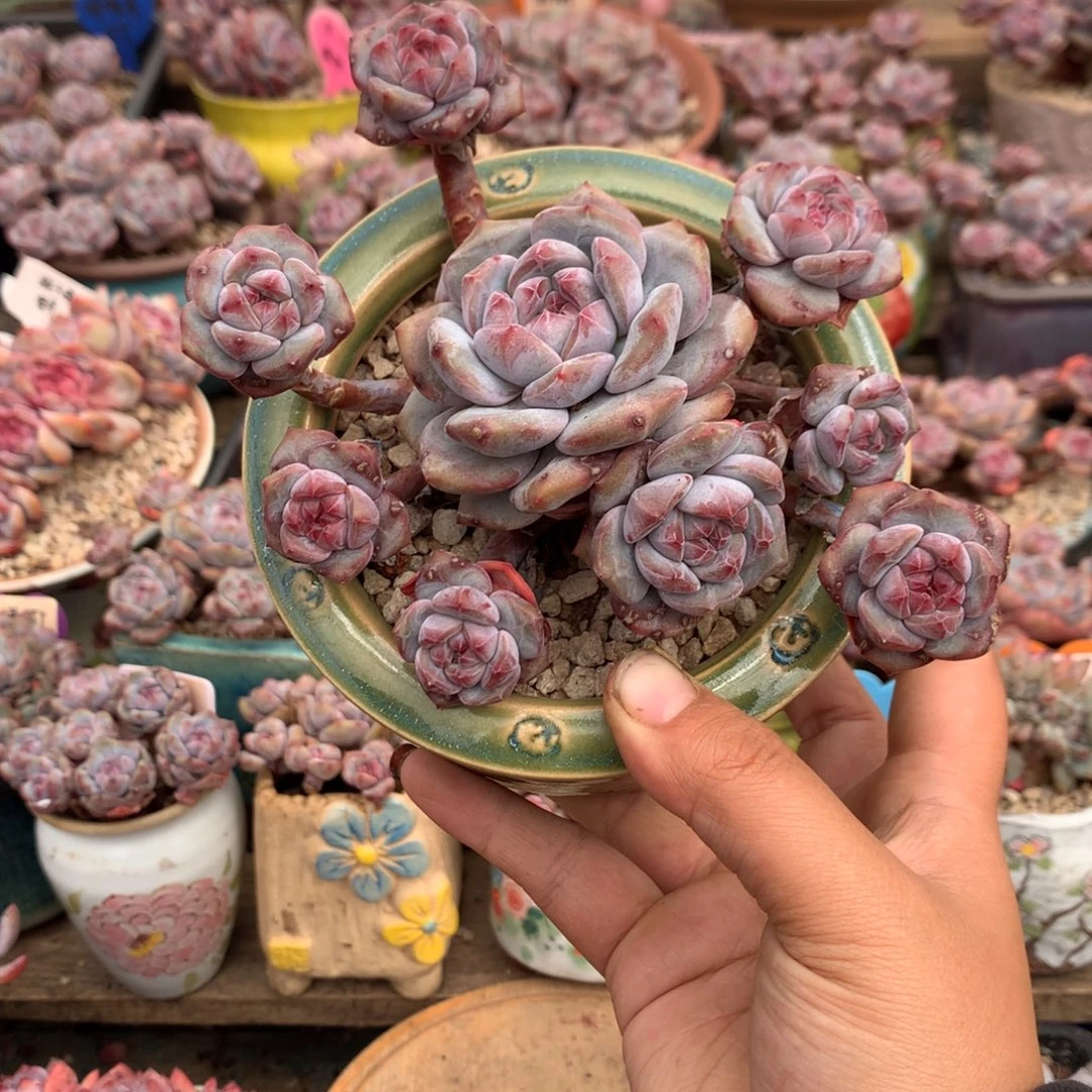 春***、哈哈哈哈哈哈哈哈哈